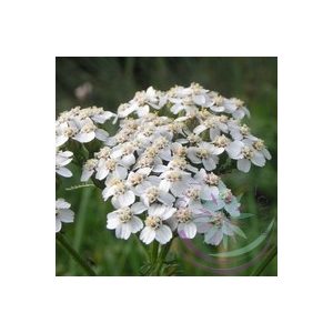 Cickafark (Yarrow) Éden virágesszencia Cickafark (Yarrow) Éden virágesszencia