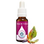 7. Vadgesztenyerügy virágesszencia -Bach virágterápia