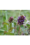 Gyíkfű közönséges ( Self Heal ) Éden virágesszencia Gyíkfű közönséges ( Self Heal ) Éden virágesszencia