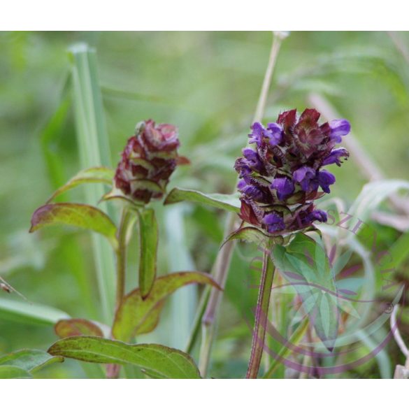 Gyíkfű közönséges ( Self Heal ) Éden virágesszencia 