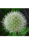 Vöröshagyma ( Onion ) Éden virágesszencia Vöröshagyma ( Onion ) Éden virágesszencia