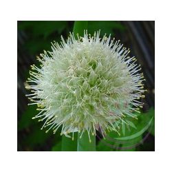 Vöröshagyma ( Onion ) Éden virágesszencia 