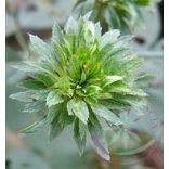 Zöld rózsa ( green rose) Éden virágesszencia 