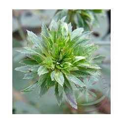 Zöld rózsa ( green rose) Éden virágesszencia 