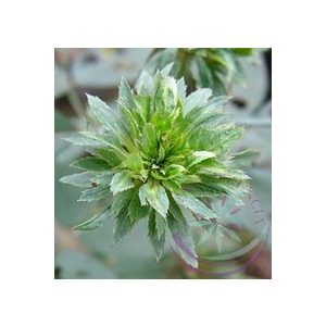 Zöld rózsa ( green rose) Éden virágesszencia Zöld rózsa ( green rose) Éden virágesszencia