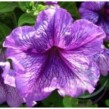 Petúnia (Petunia ) Éden virágesszencia 