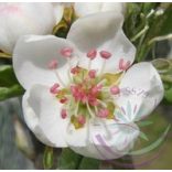 Körte (Pear) Éden virágeszencia 