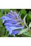 Csukóka ( Skullcap ) Éden virágesszencia Csukóka ( Skullcap ) Éden virágesszencia