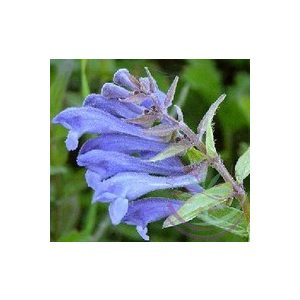 Csukóka ( Skullcap ) Éden virágesszencia Csukóka ( Skullcap ) Éden virágesszencia