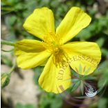 Bach virágterápia - Napvirág 26. Rock Rose Bach virágesszencia