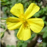 Bach virágterápia - Napvirág 26. Rock Rose Bach virágesszencia