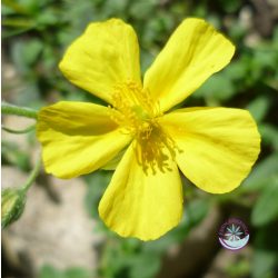   Bach virágterápia - Napvirág 26. Rock Rose Bach virágesszencia
