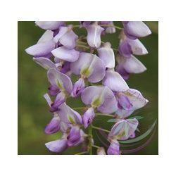  Lila akác ( Wisteria ) Éden virágesszencia 