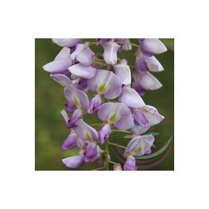 Lila akác ( Wisteria ) Éden virágesszencia Lila akác ( Wisteria ) Éden virágesszencia