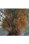 Datolyapálma ( Date palm ) Éden virágesszencia Datolyapálma ( Date palm ) Éden virágesszencia