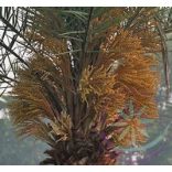 Datolyapálma ( Date palm ) Éden virágesszencia 