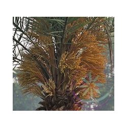 Datolyapálma ( Date palm ) Éden virágesszencia 