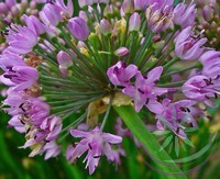 Fokhagyma ( Garlic ) Éden virágesszencia Fokhagyma ( Garlic ) Éden virágesszencia