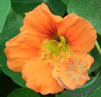 Sarkantyúka ( Nasturtium ) Éden virágesszencia Sarkantyúka ( Nasturtium ) Éden virágesszencia