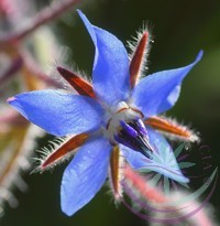 Kerti borágó ( Borage ) Éden virágesszencia Kerti borágó ( Borage ) Éden virágesszencia