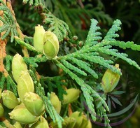 Tuja ( Cedar ) Éden virágesszencia Tuja ( Cedar ) Éden virágesszencia