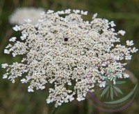 Vadmurok ( Queen Anne's lace) Éden virágesszencia Vadmurok ( Queen Anne's lace) Éden virágesszencia