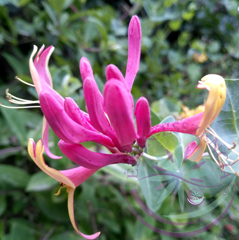 Jerikó lonc ( 16. Honeysuckle ) Bach virágesszencia Jerikó lonc ( 16. Honeysuckle ) Bach virágesszencia