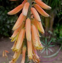 Aloe vera -Éden virágesszencia Aloe vera -Éden virágesszencia