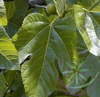 Fügefa ( Fig ) Éden virágesszencia Fügefa ( Fig ) Éden virágesszencia