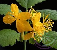 Vérehulló fecskefű ( Celandine) Éden virágesszencia Vérehulló fecskefű ( Celandine) Éden virágesszencia