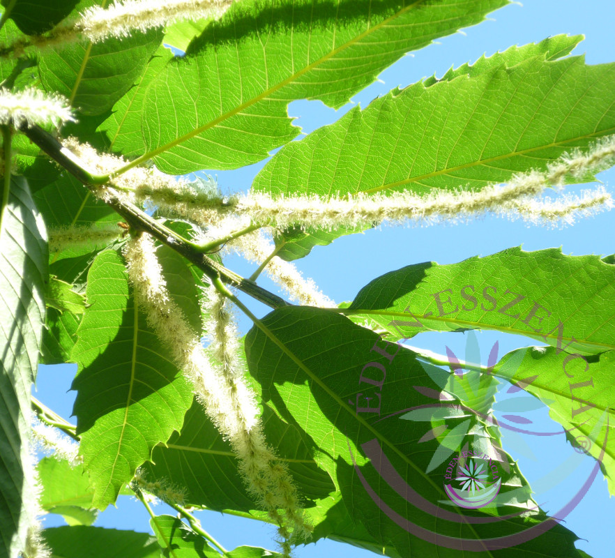 Szelídgesztenye 30 Sweet Chestnut Bach virágesszencia Szelídgesztenye 30 Sweet Chestnut Bach virágesszencia