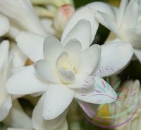 Tubarózsa (Tuberose) Éden virágesszencia Tubarózsa (Tuberose) Éden virágesszencia