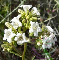 Hegyi balzsam ( Yerba santa ) Éden virágesszencia Hegyi balzsam ( Yerba santa ) Éden virágesszencia