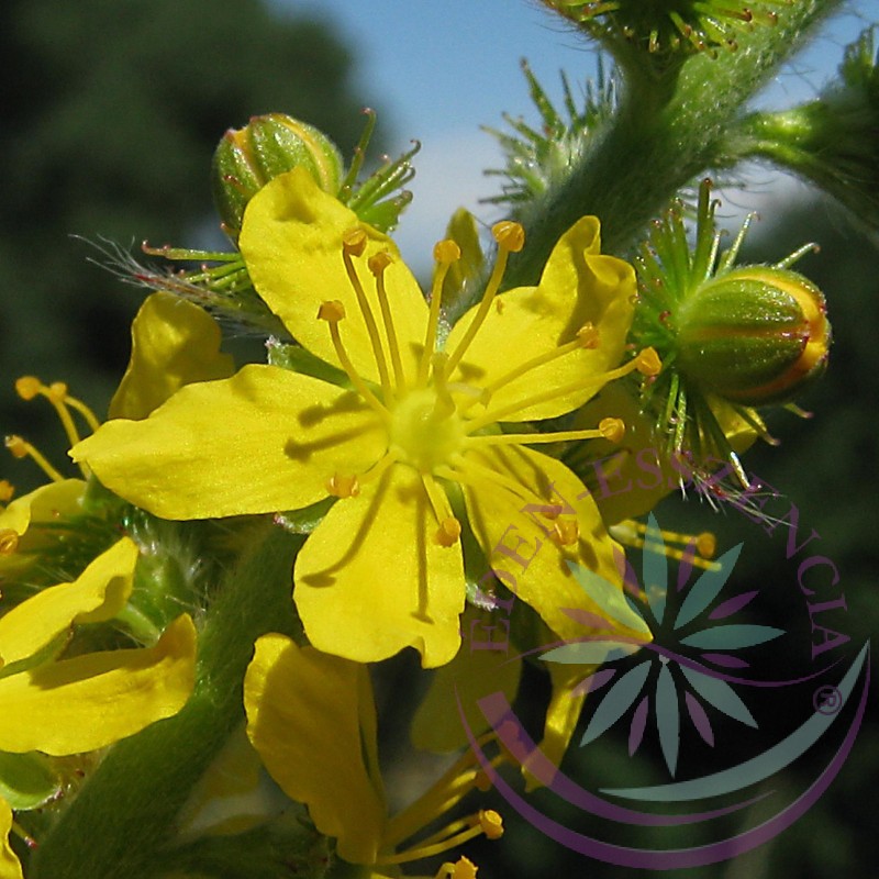 Apróbojtorján 1.Agrimony Bach virágesszencia Apróbojtorján 1.Agrimony Bach virágesszencia