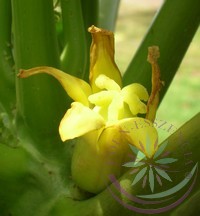 Papaya Éden virágesszencia Papaya Éden virágesszencia