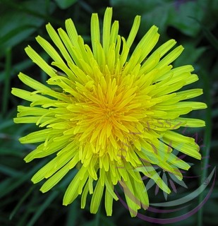 Pitypang-Gyermekláncfű ( Dandelion ) Éden virágesszencia Pitypang-Gyermekláncfű ( Dandelion ) Éden virágesszencia