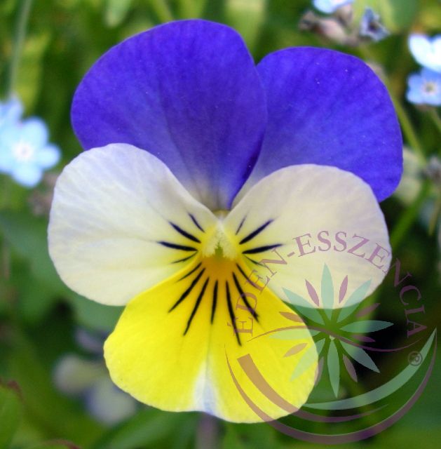 Háromszínű árvácska ( Pansy ) Éden virágesszencia Háromszínű árvácska ( Pansy ) Éden virágesszencia
