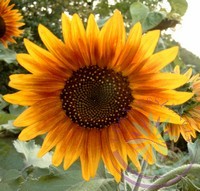 Napraforgó ( Sun flower ) Éden virágesszencia Napraforgó ( Sun flower ) Éden virágesszencia