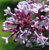Orgona ( Lilac ) Éden virágesszencia Orgona ( Lilac ) Éden virágesszencia