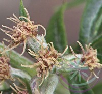 Fekete üröm ( Mugwort ) Éden virágesszencia Fekete üröm ( Mugwort ) Éden virágesszencia