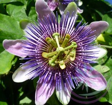 Golgotavirág ( Passion flower ) Éden virágesszencia Golgotavirág ( Passion flower ) Éden virágesszencia