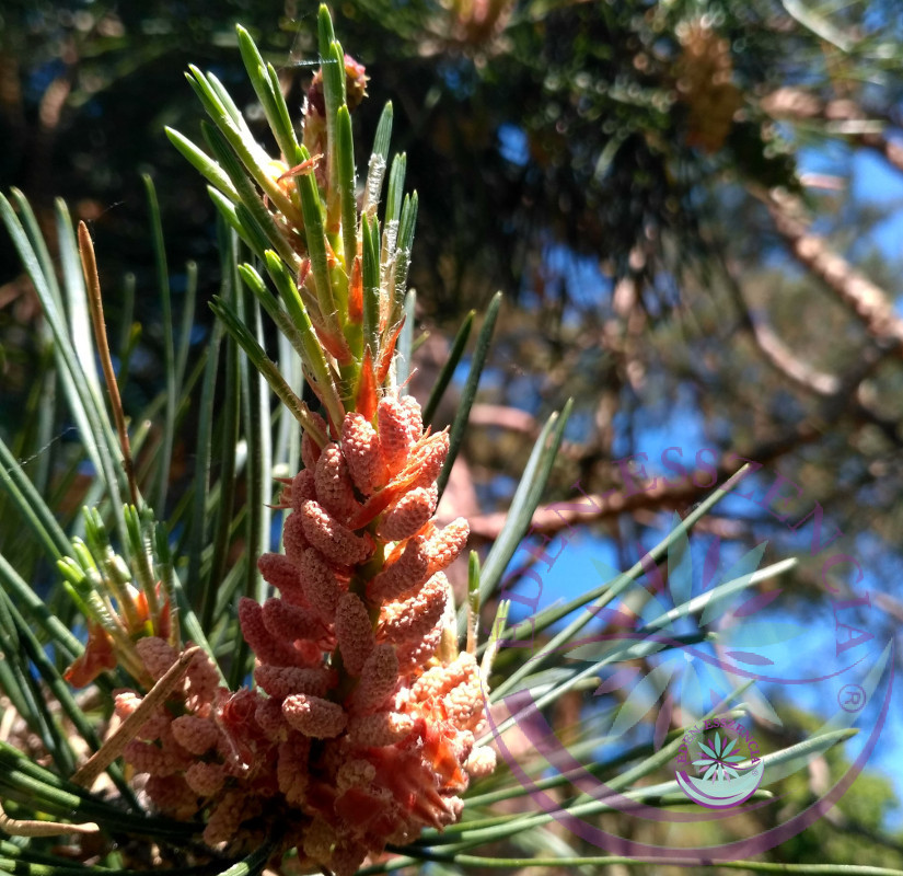 Erdeifenyő 24. Pine Bach virágesszencia Erdeifenyő 24. Pine Bach virágesszencia