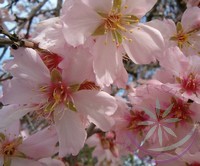 Mandulafa ( Almond) Éden virágesszencia Mandulafa ( Almond) Éden virágesszencia