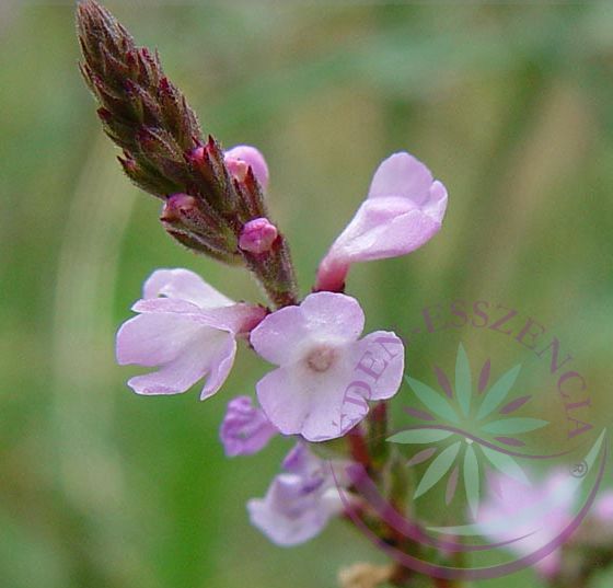Vasfű 31. Vervain Bach virágesszencia Vasfű 31. Vervain Bach virágesszencia