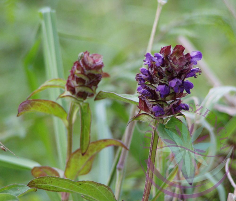 Gyíkfű közönséges ( Self Heal ) Éden virágesszencia Gyíkfű közönséges ( Self Heal ) Éden virágesszencia