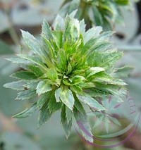 Zöld rózsa ( green rose) Éden virágesszencia Zöld rózsa ( green rose) Éden virágesszencia