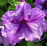 Petúnia (Petunia ) Éden virágesszencia Petúnia (Petunia ) Éden virágesszencia