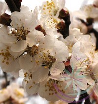 Kajszibarack ( Apricot ) Éden virágesszencia Kajszibarack ( Apricot ) Éden virágesszencia
