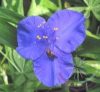 Kerti pletyka ( Spiderwort ) Éden virágesszencia Kerti pletyka ( Spiderwort ) Éden virágesszencia