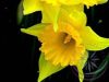 Nárcisz ( Daffodil) Éden virágesszencia Nárcisz ( Daffodil) Éden virágesszencia